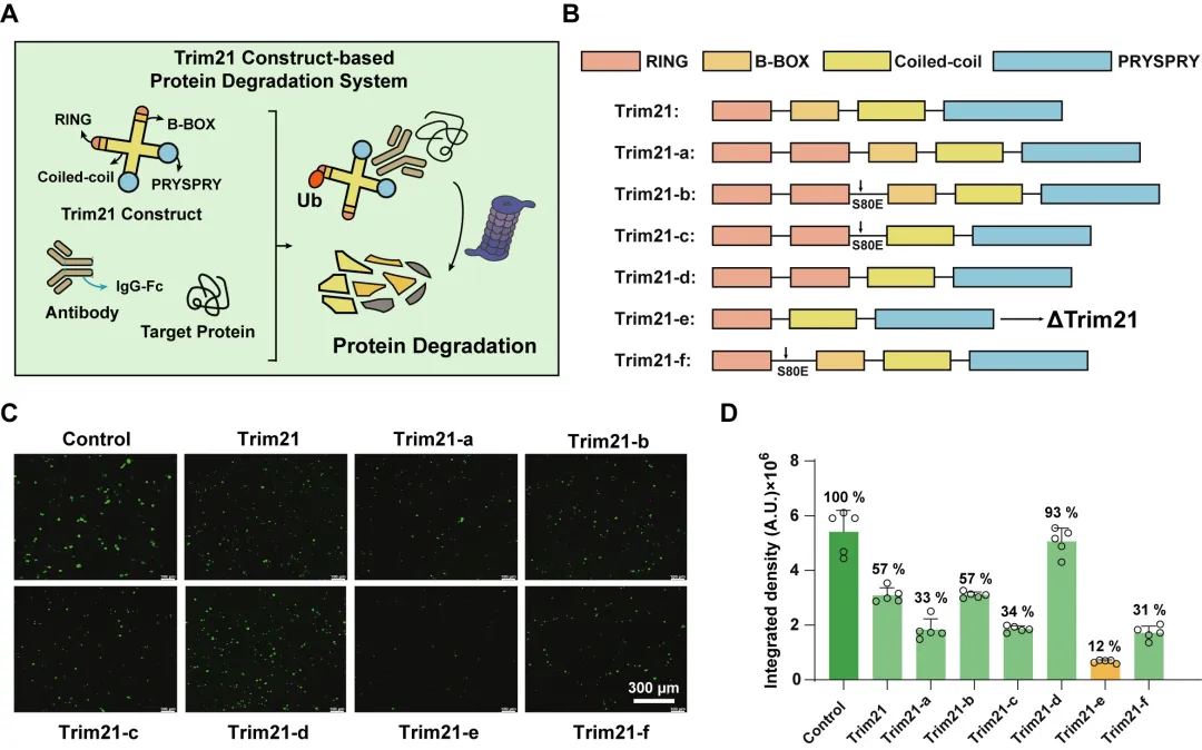 10.图3设计构建基于ΔTrim21的靶向蛋白降解系统.jpg