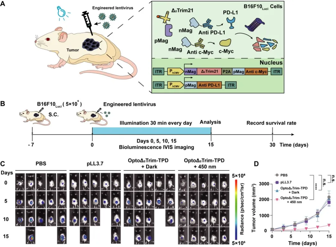 10.图6 OptoΔ2Trim-TPD在黑色素瘤小鼠模型中肿瘤生长的抑制作用.jpg